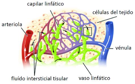 9: Representación esquemática de la microvasculatura ...