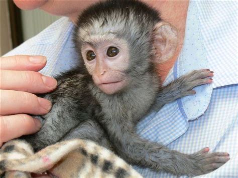 9 weeks old baby capuchin monkeys for sale...,