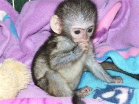 9 Weeks old Baby capuchin Monkeys for sale Offer