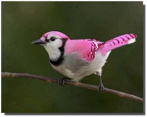 900+ ideas de Pajaritos  Birds  | pajaritos, aves hermosas, pájaros ...
