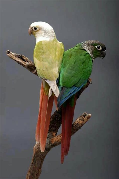 91 best images about conures on Pinterest | Edible flowers ...