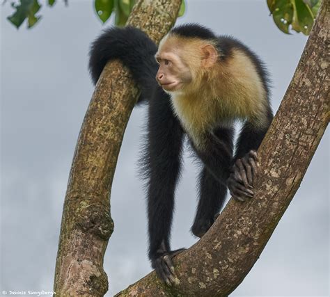 9207 White Faced Capuchin Monkey Cebus capucinus ...