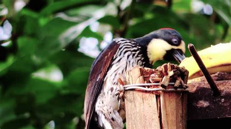 #937, Pájaro carpintero comiendo [Efecto], Animales   YouTube