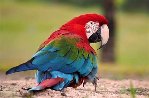 95% de aves endémicas de México, en riesgo y en peligro de ...