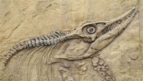 95 million year old dinosaur fossils found in Mexico | Science News ...