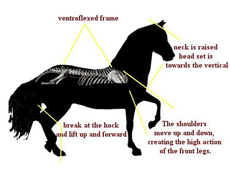 97 best images about horse gaits on Pinterest | Stop codon ...