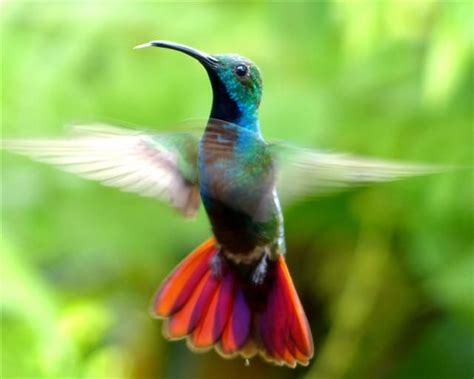 98 best Small Tropical Birds images on Pinterest ...