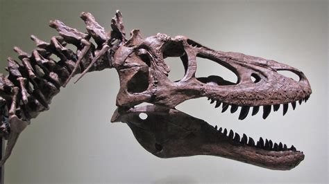 A baby Tyrannosaurus Rex fossil is up for sale on eBay for ...