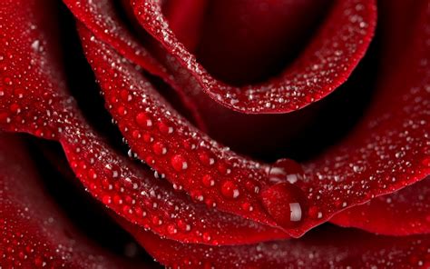 A Beautiful Red Rose Wallpapers Download | HD Wallpapers