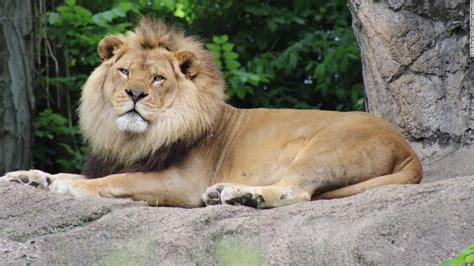 A beloved 10 year old lion has died after an epileptic ...