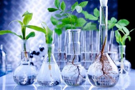A Biotecnologia como guia do desenvolvimento sustentável ...