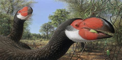A case of mistaken identity for Australia s extinct big bird