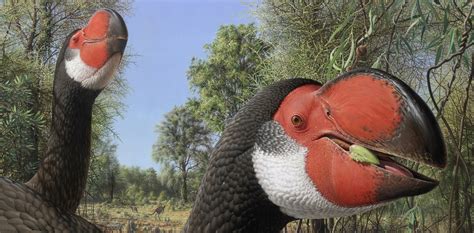 A case of mistaken identity for Australia s extinct big bird