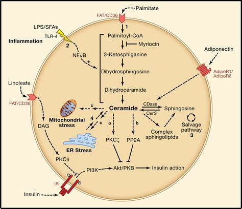 A Ceramide Centric View of Insulin Resistance: Cell Metabolism