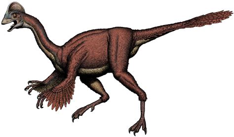 A  chicken from hell  dinosaur: Large feathered dinosaur ...