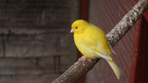 A Closer Look at Canaries