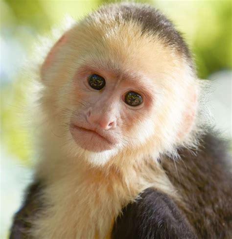 A Complete List of All Types of Monkeys ... | Capuchin monkey, Monkey ...