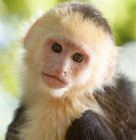 A Complete List of All Types of Monkeys You Wouldn t Want to Miss