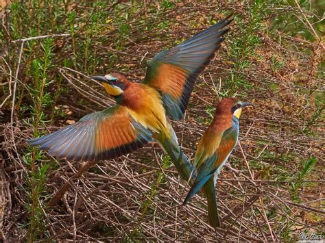 A Couple of Bee Eaters