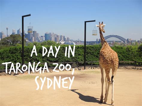 A day in Taronga Zoo, Sydney   Magnificent Escape