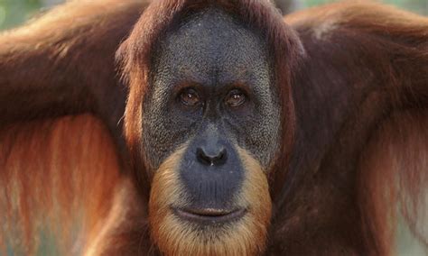 A Dutch Zoo Is Introducing Tinder For Orangutans – Sick ...
