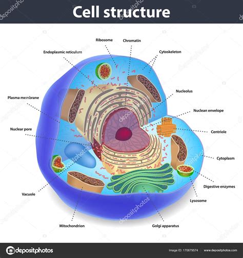 A estrutura das células humanas, ilustração vetorial ...
