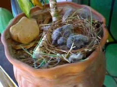 A falta de árboles, los pájaros nacen en maceta   YouTube