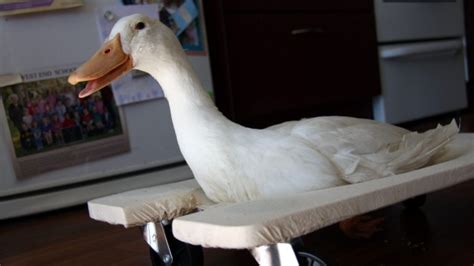A Family Loves Their Disabled Pet Duck So Much They Made ...