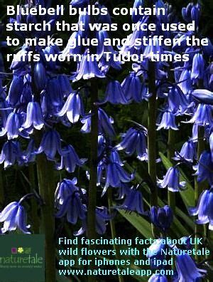 A fascinating fact about Bluebells, from the Naturetale ...