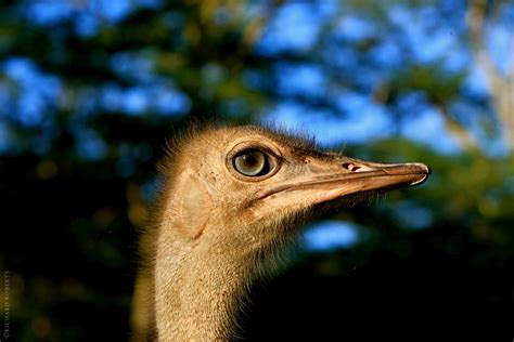 A female Masai Ostrich shows us her best side. Copyright ...