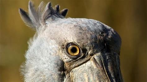 A giant prehistoric looking bird | Shoebill, Prehistoric, Animals