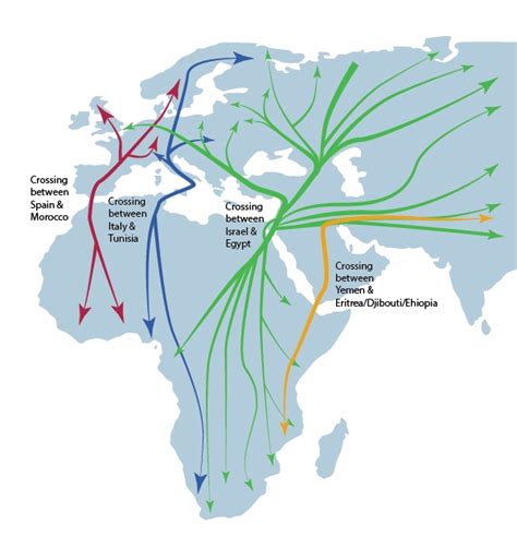 A GIF map of the migration routes of 118 species of birds ...