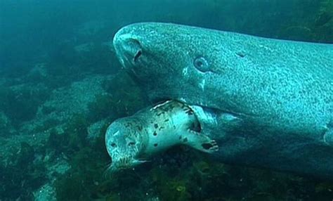 A Greenland shark preys upon an unfortunate seal ...