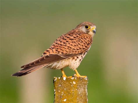 A guide to British birds of prey | lovethegarden