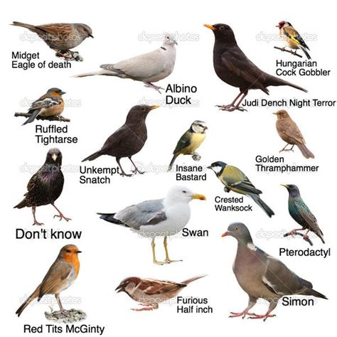 A guide to some birds you might see in your garden The Poke