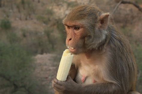 A Horse Named Joe: Monkeys Eating Bananas