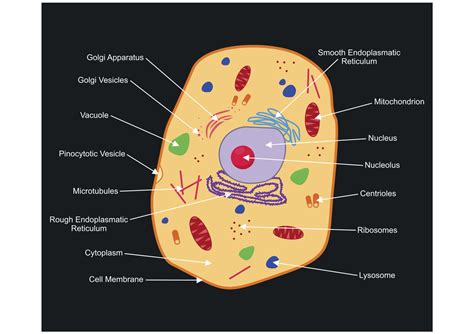 A Labeled Diagram of the Animal Cell and its Organelles ...