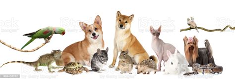A Large Group Of Different Animals Stock Photo   Download ...
