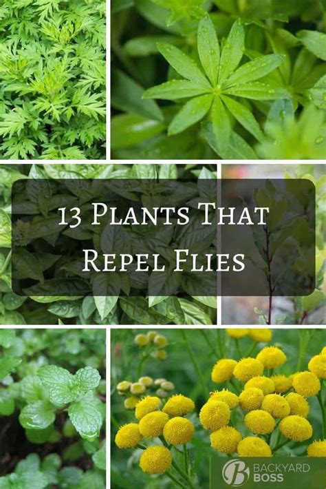 A List Of 35 Plants That Actually Repel Mosquitoes in 2020 ...