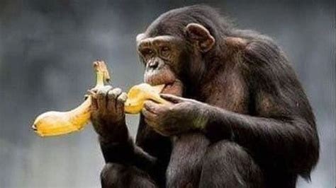 A los monos hay que darles bananas , el mensaje discriminador de una ...