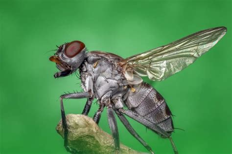 A mosca que adquiriu genes contra toxinas de plantas ...