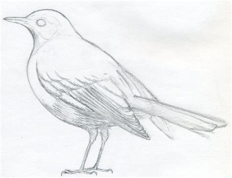 A muchos de nosotros nos gustaría saber cómo dibujar aves sin que ...