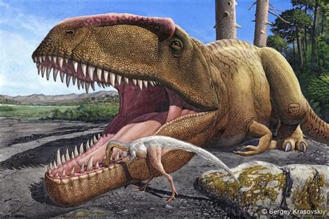 A new Giganotosaurus carolinii larger than the holotype ...