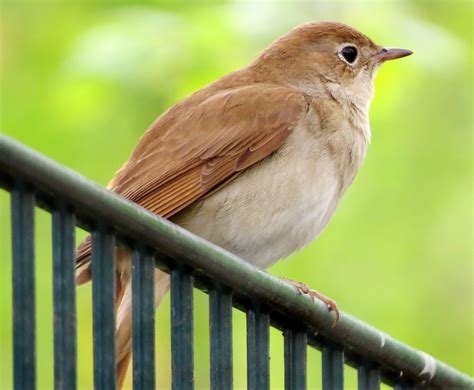 A Nightingale by Day | Birds in Berlin