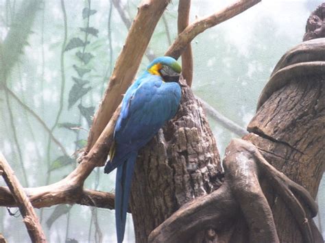 A parrot at the Central Park zoo in NYC | Animal pictures, Animals, Zoo