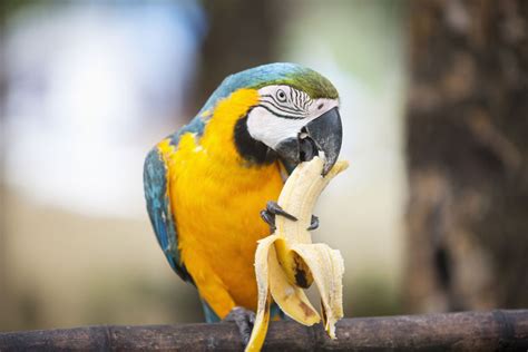 A parrot’s diet: the do’s and don’ts