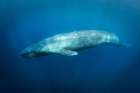 A pygmy blue whale. A New Population of the World’s ...