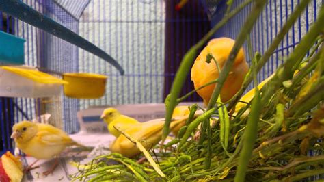 ¿A que no sabías que los canarios necesitan espacio y compañía?