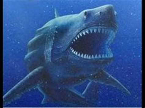 A Real Carcharodon Megalodon Shark | Netflix Streaming ...