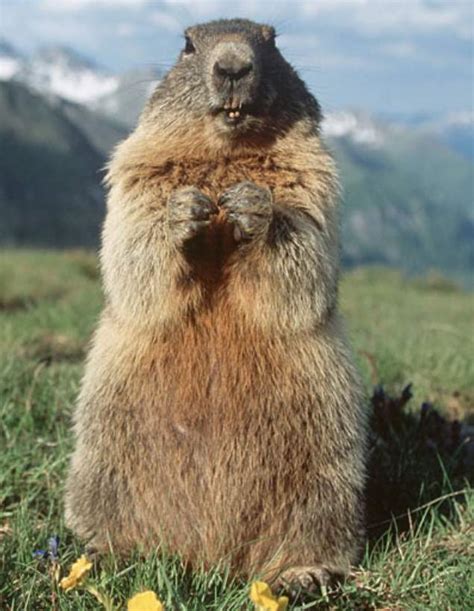A rodar mi vida: El día de la marmota